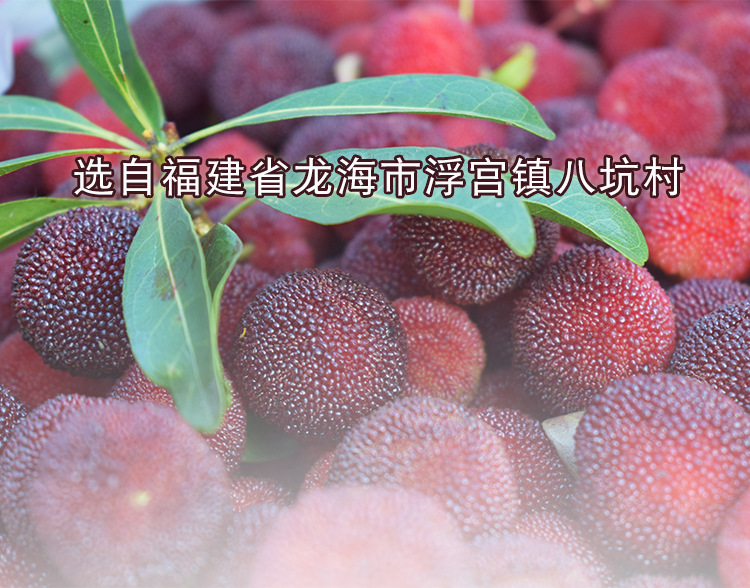 楊梅（散裝） (2).jpg