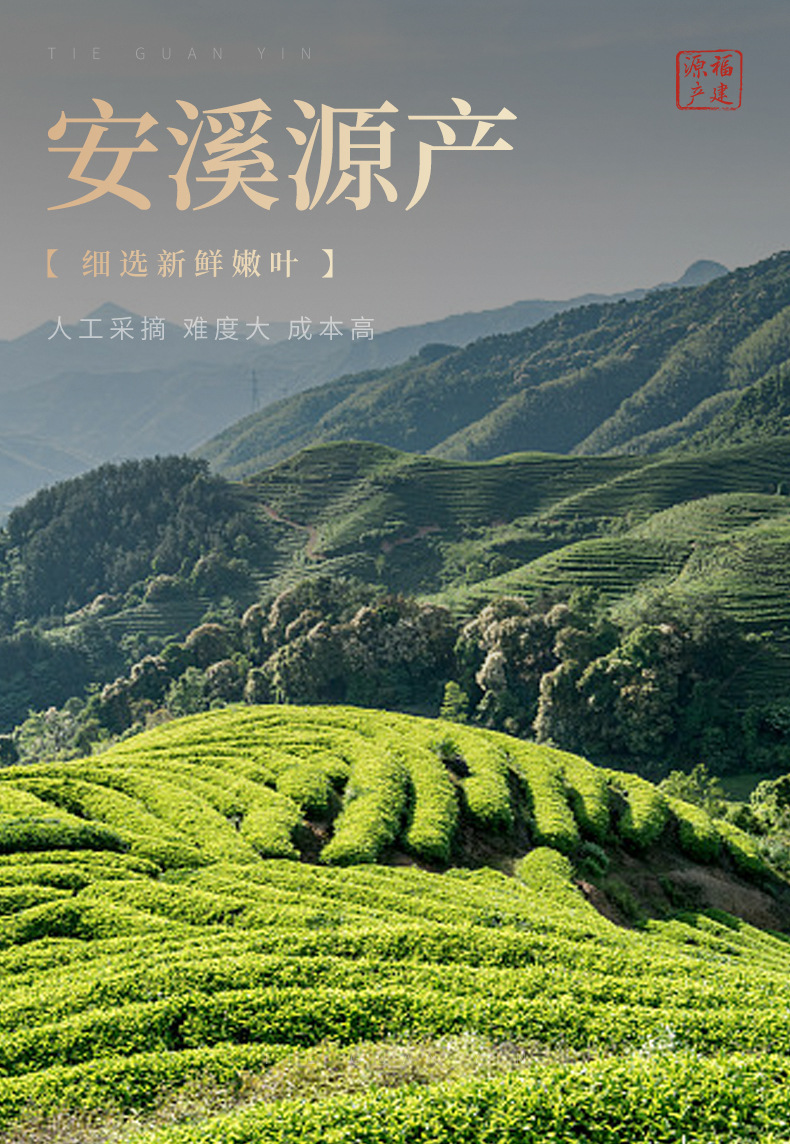 鐵觀音-瓷罐禮盒_13
