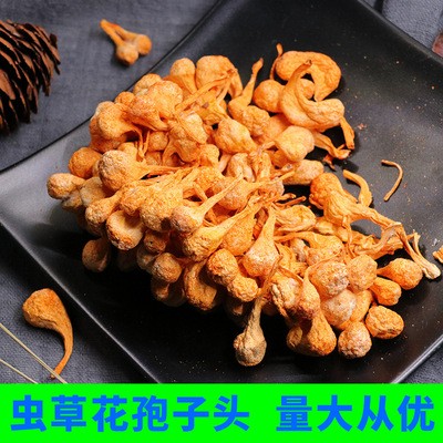 蟲草花孢子頭 干貨排草批發 燉煮煲湯料金蟲草一件代發