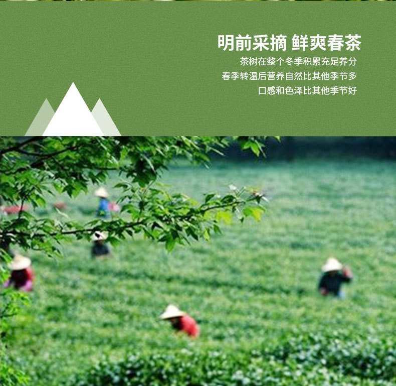 龍井綠茶