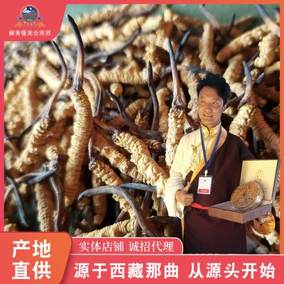 西藏那曲冬蟲(chóng)夏草-統(tǒng)貨四條一克 產(chǎn)地貨源代發(fā)代理 冬蟲(chóng)夏批發(fā)