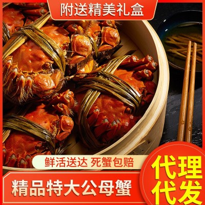 大閘蟹鮮活公6.0兩母4.0兩螃蟹陽澄湖鎮現貨禮盒團購代發批發包郵