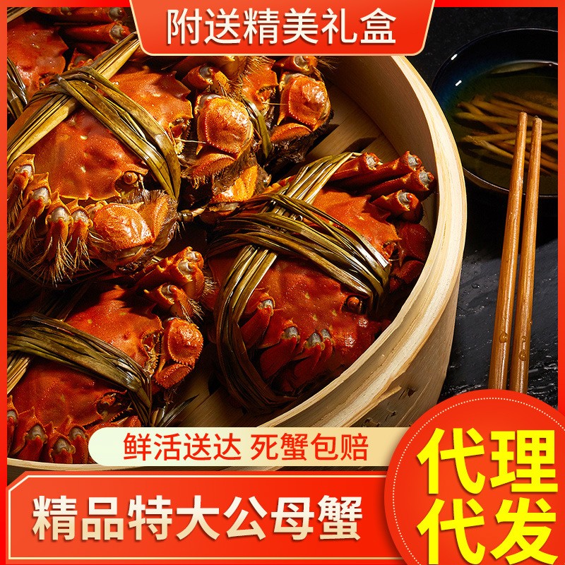 大閘蟹鮮活公4.0兩母2.8兩螃蟹陽澄湖鎮現貨禮盒團購代發批發包郵