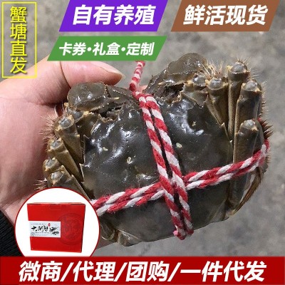 大閘蟹螃蟹現貨現補六月黃興化河蟹批發鮮活提貨送禮卡供陽澄湖鎮