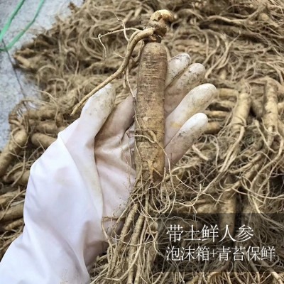 長白山特產保鮮參250g 多種規格帶土鮮人參泡酒料酒瓶參現貨批發