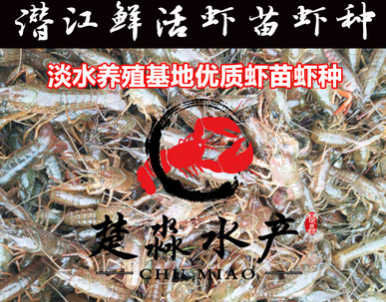 潛江基地小龍蝦鮮活蝦種抱卵蝦蝦苗青苗活體淡水養(yǎng)殖幼苗繁殖繁育