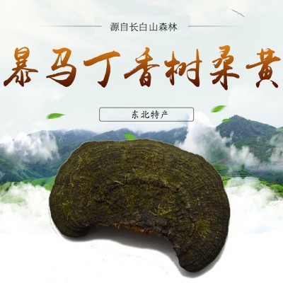 長(zhǎng)白山桑黃靈芝暴馬丁香樹桑黃500g 暴馬桑耳桑黃批發(fā)