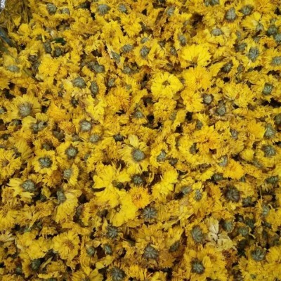黃貢菊產地黃山 自然色 加黃貢菊菊花茶批發大貨