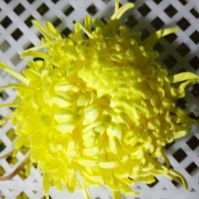 菊花懷黃菊花懷白菊花金絲皇菊花藥用菊花