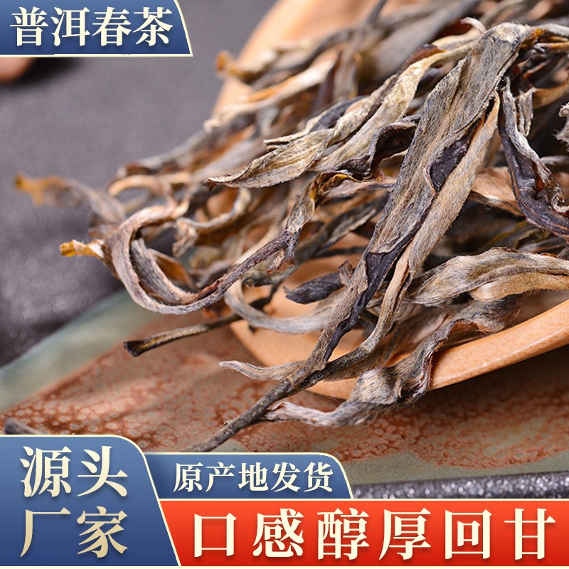 源頭廠家茶葉春茶云南普洱茶普洱生茶普洱茶散茶非古樹原料生普茶